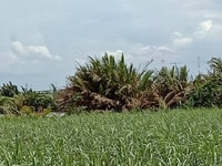 Bán đất chính chủ Phú Đông - Cách đường Nguyễn Thị Minh Khai 300m Bán đất chính chủ Phú Đông - Cách đường Nguyễn Thị Minh Khai 300m
