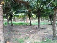 Bán lô đất vườn trồng cây ăn trái lâu năm tai TP. Phan Rang–Tháp Chàm Bán lô đất vườn trồng cây ăn trái lâu năm tai TP. Phan Rang–Tháp Chàm