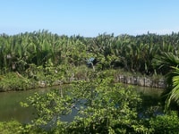 Sang tay nhà hàng hồ tôm và view rừng dừa Cẩm Thanh Sang tay nhà hàng hồ tôm và view rừng dừa Cẩm Thanh