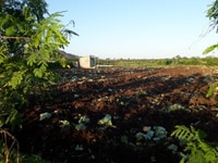 Bán gấp 1,8ha đất cách xã Lộc Quang 1km giá 1,25ty Bán gấp 1,8ha đất cách xã Lộc Quang 1km giá 1,25ty