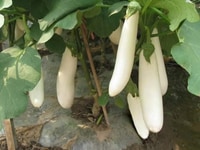 Hạt giống - cà trắng trái dài Hạt giống - cà trắng trái dài
