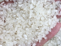 Bán gạo Nhật Japonica, gạo sạch sỉ lẻ chất lượng, giá rẻ từ nhà máy Bán gạo Nhật Japonica, gạo sạch sỉ lẻ chất lượng, giá rẻ từ nhà máy