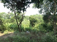 Bán đất nghỉ dưỡng xã tản lĩnh, 5250m2 SDCC, có ao view cánh đồng Bán đất nghỉ dưỡng xã tản lĩnh, 5250m2 SDCC, có ao view cánh đồng