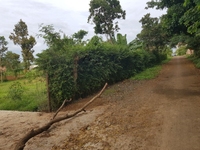 Bán đất cách chợ eakao 150m 10x27m, tc 60m chỉ 750 triệu buôn ma thuột Bán đất cách chợ eakao 150m 10x27m, tc 60m chỉ 750 triệu buôn ma thuột