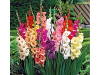 Chuyên đổ sỉ củ giống hoa lay ơn, lay ơn hà lan, củ hoa dơn Chuyên đổ sỉ củ giống hoa lay ơn, lay ơn hà lan, củ hoa dơn