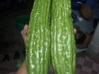 Hạt giống - Mướp đắng khổng lồ - Hàng thái Hạt giống - Mướp đắng khổng lồ - Hàng thái