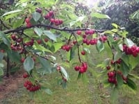 Hạt giống cây cherry(anh đào mỹ) Hạt giống cây cherry(anh đào mỹ)