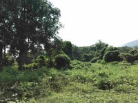 Bán đất nghỉ thôn 9 ba trại, 7186m2 sổ đỏ CC, view cánh đồng Bán đất nghỉ thôn 9 ba trại, 7186m2 sổ đỏ CC, view cánh đồng