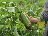 Hạt giống - Củ cải lòng xanh 35k/1 gói Hạt giống - Củ cải lòng xanh 35k/1 gói