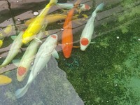 Bán cá chép koi Nhật, f1, Hàng đẹp giá tốt. Bán cá chép koi Nhật, f1, Hàng đẹp giá tốt.