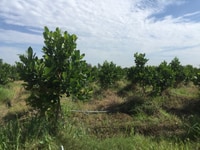 Bán 4500m đất trồng mít phường 2. cai lậy tiền giang Bán 4500m đất trồng mít phường 2. cai lậy tiền giang