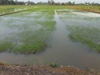 Bán MT đất lúa trồng sầu riêng Bán MT đất lúa trồng sầu riêng
