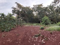 Bán 4,7 ha điều ấp suối gia xã Tân Hưng Đồng Bán 4,7 ha điều ấp suối gia xã Tân Hưng Đồng