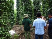 Bán đất rẫy trồng Hồ tiêu, cafe... Gia Lai, Chư Sê Bán đất rẫy trồng Hồ tiêu, cafe... Gia Lai, Chư Sê