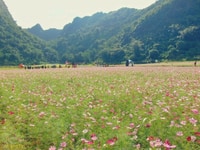 Nhà em cần vú chăm bé 9 tháng tuổi, phụ việc nhà ạ. Bao ăn ở lại Nhà em cần vú chăm bé 9 tháng tuổi, phụ việc nhà ạ. Bao ăn ở lại