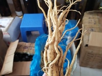 Hồng đẳng sâm Ngọc Linh, loại dược liệu cực kỳ quý giá cho sức khoẻ Hồng đẳng sâm Ngọc Linh, loại dược liệu cực kỳ quý giá cho sức khoẻ