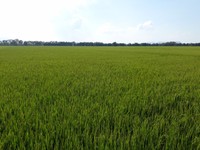 Cần bán thửa đất ruộng diện tích lớn tại huyện Tri Tôn, An Giang Cần bán thửa đất ruộng diện tích lớn tại huyện Tri Tôn, An Giang