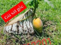 Bán nhà ở 1 lầu 1 trệt sổ hồng riêng Bán nhà ở 1 lầu 1 trệt sổ hồng riêng