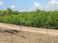 Thanh lý lô Đất Nền Huyện Đất Đỏ 2700 m2 Thanh lý lô Đất Nền Huyện Đất Đỏ 2700 m2