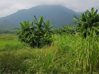 Cần bán 1098m2 thổ cư giá rẻ, view đồng thoáng đỉnh núi Ba vì, Hà Nội Cần bán 1098m2 thổ cư giá rẻ, view đồng thoáng đỉnh núi Ba vì, Hà Nội
