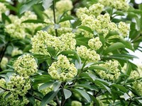 Cần tìm giúp việc bao ăn ở ko vướng bận gia đình có thể ở lại làm tết. Cần tìm giúp việc bao ăn ở ko vướng bận gia đình có thể ở lại làm tết.
