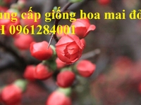 Hoa mai đỏ chơi tết, cung cấp hoa mai đỏ số lượng lớn, giá cạnh tranh Hoa mai đỏ chơi tết, cung cấp hoa mai đỏ số lượng lớn, giá cạnh tranh