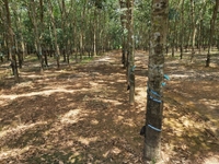 Bán 3,1 ha đất mặt đường xã tân lợi huyện đồng phú tỉnh bình phước Bán 3,1 ha đất mặt đường xã tân lợi huyện đồng phú tỉnh bình phước