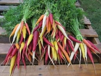 Hạt giống - cà rốt cầu vồng (Mixed Rainbow Blend Carrot SEED) Hạt giống - cà rốt cầu vồng (Mixed Rainbow Blend Carrot SEED)