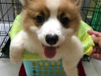 Không có tgian chăm, cần bán bé Corgi nhập, 3 tháng tuổi đẹp xuất sắc Không có tgian chăm, cần bán bé Corgi nhập, 3 tháng tuổi đẹp xuất sắc