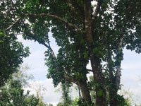 Bán vườn tiêu đang thu hoạch hơn 2ha. Tân Phú, Định Quán Đồng Nai. Bán vườn tiêu đang thu hoạch hơn 2ha. Tân Phú, Định Quán Đồng Nai.
