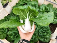 Hạt giống - cải siro Giá 40k gói 20 gram Hạt giống - cải siro Giá 40k gói 20 gram