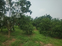 Bán 20.000m2 vườn cây ăn trái sinh thái nghỉ dưỡng, huyện Xuân Lộc Bán 20.000m2 vườn cây ăn trái sinh thái nghỉ dưỡng, huyện Xuân Lộc
