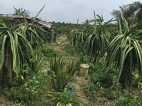 Đất 1500m2, vườn thanh long, Thanh Bình, Chợ Gạo,Tiền Giang. DT: ngang Đất 1500m2, vườn thanh long, Thanh Bình, Chợ Gạo,Tiền Giang. DT: ngang