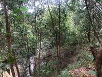 Bán 7000m2 đất trồng cây, giá 1.75 tỷ, gần trung tâm TX.Lagi Bán 7000m2 đất trồng cây, giá 1.75 tỷ, gần trung tâm TX.Lagi