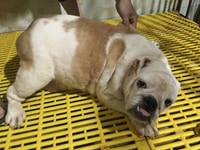 Bull dog anh 3 em bầu 7 ngày nữa đẻ Bull dog anh 3 em bầu 7 ngày nữa đẻ
