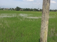 Cần bán đất 6.000m2 Tân Nhựt, Bình Chánh. Gần ủy ban Tân Nhựt. Cần bán đất 6.000m2 Tân Nhựt, Bình Chánh. Gần ủy ban Tân Nhựt.