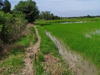 Cần bán đất 2.500m2 Đê số 3,Tân Nhựt, Bình Chánh. Giá: 1.2tr/m2 Cần bán đất 2.500m2 Đê số 3,Tân Nhựt, Bình Chánh. Giá: 1.2tr/m2