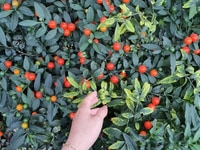 Cần bán đất liên kế HXH Đoàn Thị Điểm, phường 4.Đà Lạt Cần bán đất liên kế HXH Đoàn Thị Điểm, phường 4.Đà Lạt