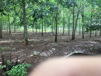 Bán đất rẫy cao su Lộc thịnh lộc ninh Bán đất rẫy cao su Lộc thịnh lộc ninh