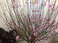 Giá bất ngờ! Bán gấp Căn hộ Tập thể ở Trung tâm Hà nội, nước Phần lan Giá bất ngờ! Bán gấp Căn hộ Tập thể ở Trung tâm Hà nội, nước Phần lan