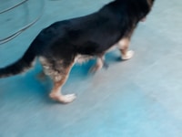 Cần bán chó becgie đức giống cái Cần bán chó becgie đức giống cái