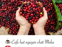 Hạt Cafe Moka cầu đất nguyên chất Hạt Cafe Moka cầu đất nguyên chất