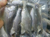 Cung cấp CÁ ĐÙ TƯƠI cho Cty, cơ sở làm khô giá gốc tại cảng Cung cấp CÁ ĐÙ TƯƠI cho Cty, cơ sở làm khô giá gốc tại cảng