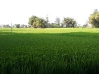Dưỡng già nên cần bán nhanh lô đất hẻm Cửa Đại Dưỡng già nên cần bán nhanh lô đất hẻm Cửa Đại