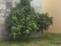 Cho thuê 5400m2 đất mặt tiền đường Nguyễn Bình Nhà Bè . Cho thuê 5400m2 đất mặt tiền đường Nguyễn Bình Nhà Bè .