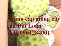 Địa chỉ uy tín cung cấp giống cây na Đài Loan, cây giống đầu dòng Địa chỉ uy tín cung cấp giống cây na Đài Loan, cây giống đầu dòng