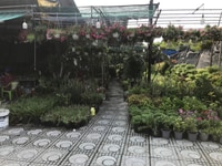 10m x 50m, đầy đủ cây và châu, chỉ việc bán 10m x 50m, đầy đủ cây và châu, chỉ việc bán