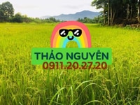 Sang nhượng lô đất lớn vị trí Tân Hóa- Lũy Bán Bích Sang nhượng lô đất lớn vị trí Tân Hóa- Lũy Bán Bích