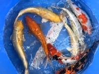 Koi việt + f1 sỉ và lẻ giá hợp lí ae ib nha .. Koi việt + f1 sỉ và lẻ giá hợp lí ae ib nha ..