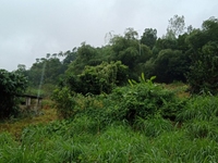 Lô đất nghỉ dưỡng đẹp suất sắc tại Ba Vì 2500m Lô đất nghỉ dưỡng đẹp suất sắc tại Ba Vì 2500m